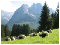 Schwarzhalsziegenzucht von Josef und Bernhard Gröbl